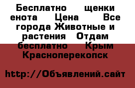 Бесплатно !!! щенки енота!! › Цена ­ 1 - Все города Животные и растения » Отдам бесплатно   . Крым,Красноперекопск